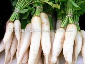 Vietnam High-Quality Fresh White Radish Wholesale