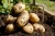 Import High quality Grade Organic fresh Potatoes from Denmark