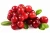 Import Cranberry Extract from Netherlands