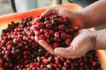 organic sumatera arabica coffee beans