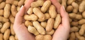 Unshelled Peanuts