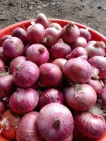 Fresh Onion Export Red Onion and Yellow Onion New Crop