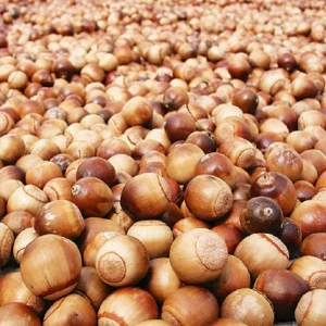 Wild Acorn Nut