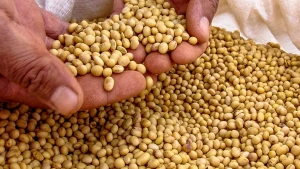Soybean (Non-GMO)