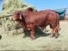 Live Dairy Cows