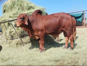 Live Dairy Cows