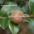 Import 100% Natural Top Grade Organic Camellia Seeds With Good Offer from China