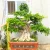 Import 1.5M Primitive leaves Air root Ficus Microcarpa Bonsai for nursery landscape from China