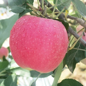 2018 corp  Fresh Fuji Apple From China ,Cheap Fresh Red Apple ,red apply Apple