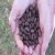 Import 2020 Hot Sale Jojoba Seeds For Taking Oil from China