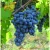 Import 2020 new fresh sweet red seedless Crimson grape High quality from china from China