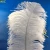 Import 55-60cm South Africa White ostrich Feathers Wedding Ostrich Feathers from China