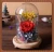 Import Bell Jar Small Glass Dome with Wood base  Taxidermy Glass Butterfly Dome  Display Tall decorative clear glass bell jar dome from China