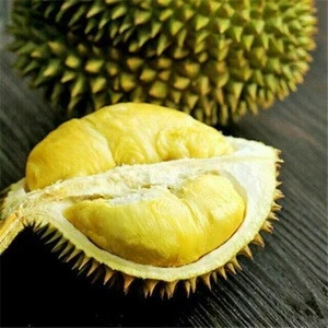BEST QUALITY FRESH/FROZEN DURIAN FOR SALE