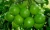 Import Best sales fresh seedless lime green made in Vietnam wholesales price vietnam lime seedless from China
