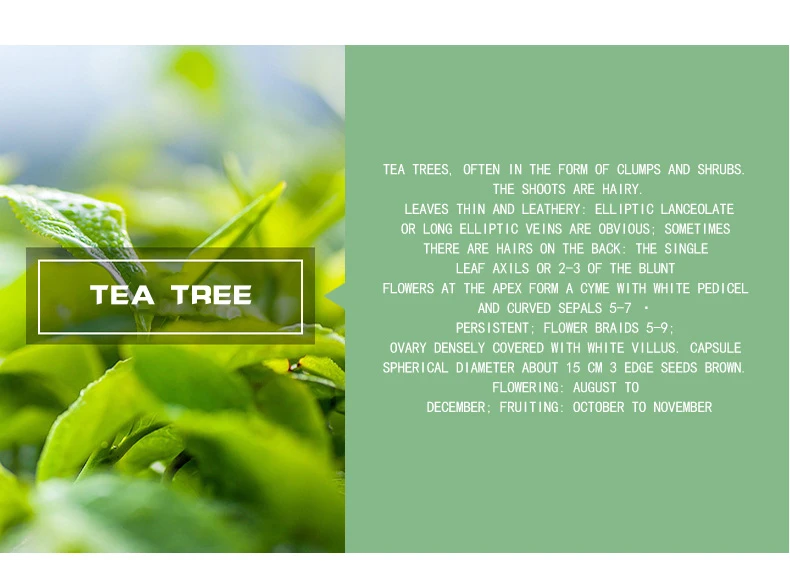 BoDerra OEM Aroma 100 % Pure Nature Aromatherapy Diffuser Essential Tea Tree Oil
