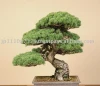 bonsai Japanese tree