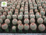 Cactus grafted indoor plants