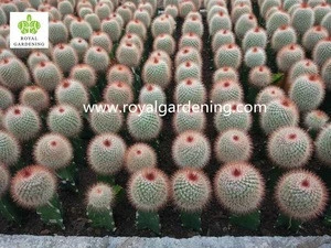 Cactus grafted indoor plants
