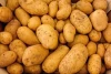 Cheap Price Fresh Export Quality Potato  From Bangladesh Kazi Trading House