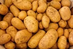 Cheap Price Fresh Export Quality Potato  From Bangladesh Kazi Trading House