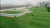 Import cheap price new artificial grass/artificial turf/artificial landscaping natural carpet synthetic artificial grass turf from China