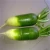 Import Chinese green fresh radish for sell from China