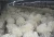Import Detan Fresh Cauliflower Mushroom from China
