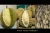 Import Durian Premium From A4 Fruit from Thailand