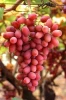 EGYPTIAN FRESH GRAPES ready to export for Tunisia air port