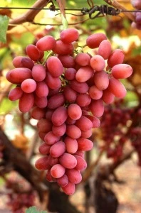EGYPTIAN FRESH GRAPES ready to export for Tunisia air port