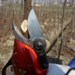 Electric secateurs pruner electric pruning shears excellent garden tools