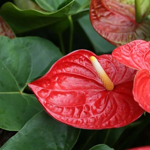 Factory Supply Artificial Natural Bonsai Anthurium With Potted Flower for sale Crafts