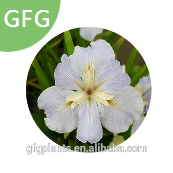 Factory supply  Planting Iris Flower seeds and bulbs Fast growing Easy survival
