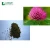 Import Free Sampels 8% Isoflavone Red Clover Extract from China