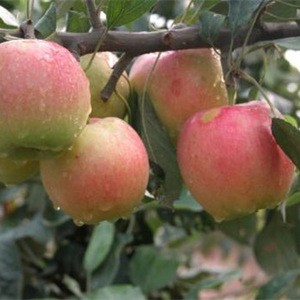fresh apple chinese apple fruit gala apple