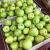 Import Fresh Apples/Royal Gala/Red Delicious/Granny smith! from India