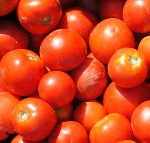 Fresh Beef Tomato, Fresh Plum Tomatoes