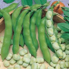 fresh broad bean from manufacturer