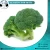 Import Fresh Broccoli Vegetable Exporter from Egypt