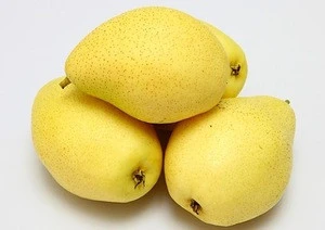 fresh pear fruit ya pear for sale