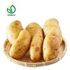 Fresh Potato Price per Ton (newest!!!)