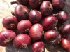 Fresh Red Onion From Egypt