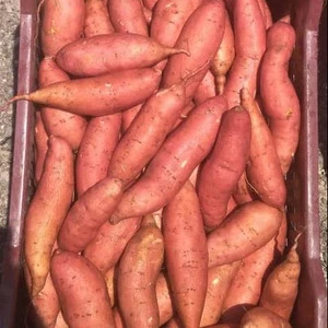 Fresh Sweet Potatoes Available for Export on 30% Discount Sale