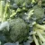 Import Fresh Vegetable Green Cauliflower Vietnam from Vietnam