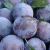 Import Frozen Fresh Plums from Canada