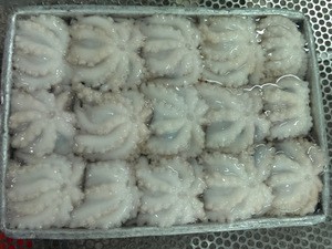 Frozen Whole Cleaned Baby Octopus Good Price from Viet Nam