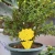 Import Fungus Gnats Insect Dual Sided Catcher Plant For Aphids Strong Glue Non Toxic Sticky Traps Yellow Pest Control Garden Fruit Fly from China