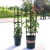 Import Garden Plant Support Stakes for Climbing Plants Vegetable Garden Cucumber Trellis from China