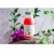 Import Glass Bottle Dragon Fruit Juice with Peach 250ml Puree Sugar-free Flavored Colored Fresh-squeezed PAPAYA Kosher HACCP ISO from China